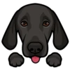 Poppy 8