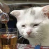 Emotional Damage Cat Sticker 18