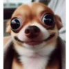 Cute Pets 🐶🐱🐰🐕 16