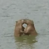Capibara Random 🍉 16