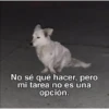 soy admin 19