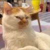 Random Cat Meme V1 14