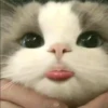 Random Cat Meme V1.2 (Enhance) 19