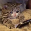 Emotional Damage Cat Sticker 19