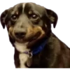 PERROS REACCIONES 10