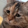 Random Cat Meme V1.2 (Enhance) 20
