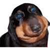 PERROS REACCIONES 11
