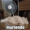 Michis con calor 🥵🥵 13