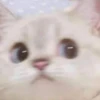 Random Meme Cat Sticker - Set 1 21