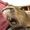Capibara Random 🍉 19