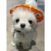 Cute Pets 🐶🐱🐰🐕 17