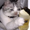 Emotional Damage Cat Sticker 20