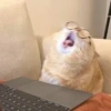 Emotional Damage Cat Sticker 21