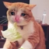 Emotional Damage Cat Sticker 22