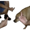 PERROS REACCIONES 13