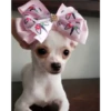 Cute Pets 🐶🐱🐰🐕 20