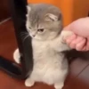 Emotional Damage Cat Sticker 24