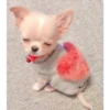 Cute Pets 🐶🐱🐰🐕 21