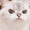 Emotional Damage Cat Sticker 25