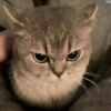 Random Cat Meme V1.2 (Enhance) 24