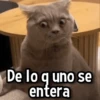 Gatitos pa tu Wsp😼🫰🏻 11