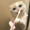Emotional Damage Cat Sticker 26