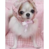 Cute Pets 🐶🐱🐰🐕 22