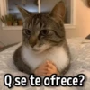 Gatitos pa tu Wsp😼🫰🏻 13