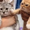 🐾 Gatitos Anti-Depresivos #2 🐾 10