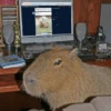 Capibara Random 🍉 25