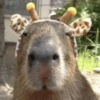 Capibara Random 🍉 26