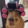 Capibara Random 🍉 27