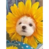 Cute Pets 🐶🐱🐰🐕 23