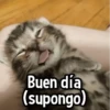 Gatitos pa tu Wsp😼🫰🏻 15