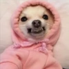 Cute Pets 🐶🐱🐰🐕 24
