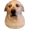 PERROS REACCIONES 15