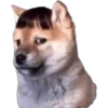 PERROS REACCIONES 17