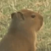 Capibara Random 🍉 28