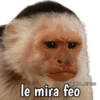 Monos y frases 💬🙊 18