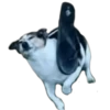 PERROS REACCIONES 18