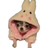 Cute Pets 🐶🐱🐰🐕 25