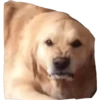 PERROS REACCIONES 20