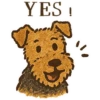 Welsh / Airedale Terrier by the Atelier Dog 13