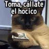 Gatitos pa tu Wsp😼🫰🏻 16