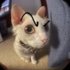 Random Meme Cat Sticker - Set 1 25