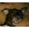 PERROS REACCIONES 21