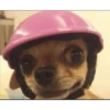 Cute Pets 🐶🐱🐰🐕 27