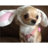 Cute Pets 🐶🐱🐰🐕 28