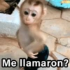 🐵🌴🙊 MONOS 🙊🌴🐵 21