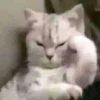 Emotional Damage Cat Sticker 29